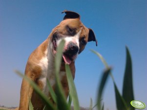 Amstaff