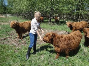 Jałówki Highland Cattle