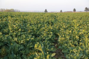 Rzepak ozimy Rohan F1 30.03.2014