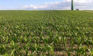 Kukurydza Pioneer P8400