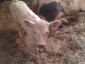 Jałóweczka Charolaise