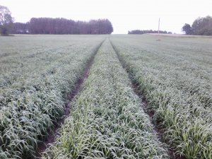 Pszenica Jara Brawura