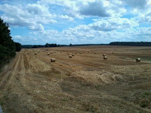 Słoma 2013