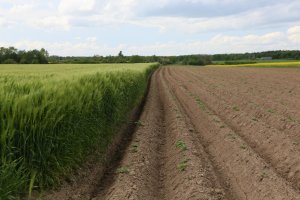 Jęczmien Holmes i ziemniaki Lord 11.05.2014