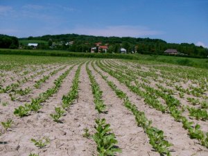 Buraki Cukrowe Janosik