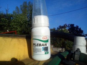 Pleban