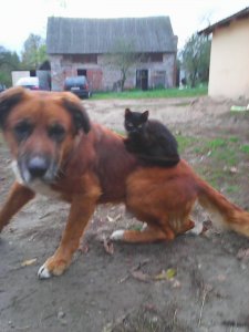 Rex i Krecik