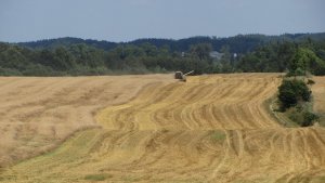 Żniwa 2013 Żyto