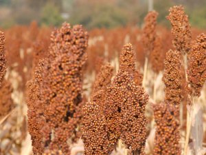 Sorgo