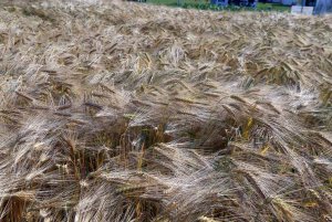 DLG Feldtage - Dni Pola DLG 2014