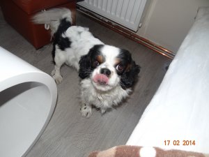 Cavailer King Charles Spaniel Tricolor