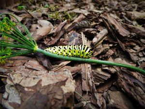 Gąsienica pazia królowej