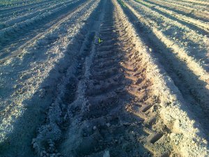 Była kukurydza Blask