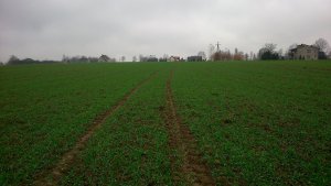 Pszenica ozima Sailor