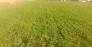 Pszenica Ozima Jantarka