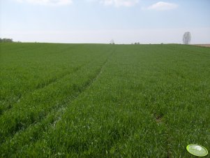 Żyto Dańkowskie Amber