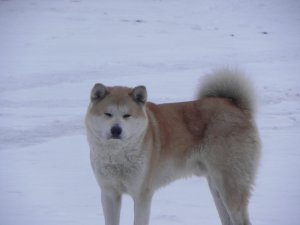 Akita Inu