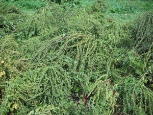 Plantacja nasienna buraka ćwikłowego