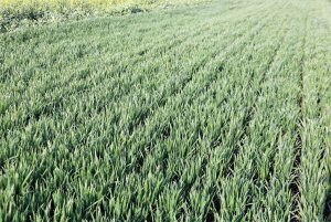 Pszenica ozima Sailor 13.04.2014