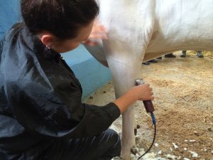 Szkolenie z przygotowania bydła do wystaw