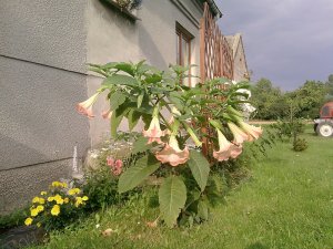 Datura