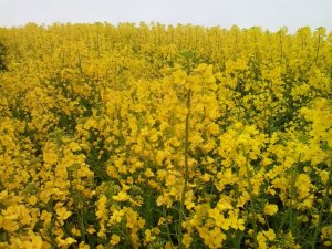 Rzepak ozimy Herkules