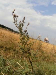 Oset w czasie kwitnienia.