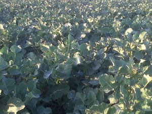 Rzepak ozimy  sy kolumb