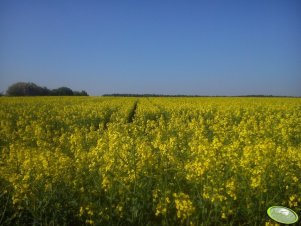 Rzepak ozimy CALIFORNIUM