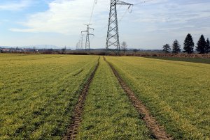 Jęczmień ozimy Wintmalt 8.3.2015