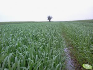 Pszenica Jara