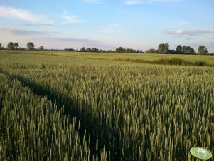 Przenica jara w ubiegłym roku
