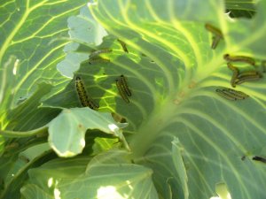 Bielinek kapustnik - larwa