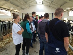 Szkolenie z przygotowania bydła do wystaw