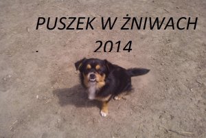 Puszek