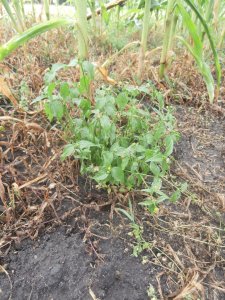 Żółtnica zbożowa