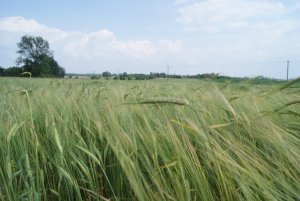 Jęczmień jary 2013