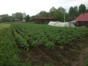 Ziemniaki Wczesne - Lord