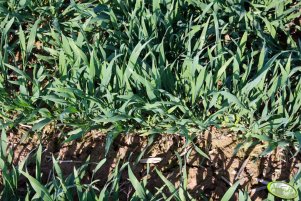 Pszenica ozima Sailor 05.05.2013