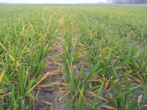 Potenzial pszenica C2