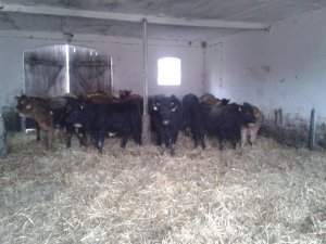 Limusine & Angus czarny