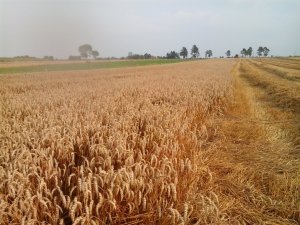 Żniwa 2014   Pszenica