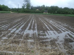 Kukurydza po deszczach