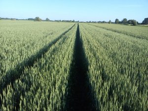 Pszenica Jara Arabella