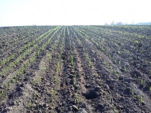 Pszenica jara ARABELLA