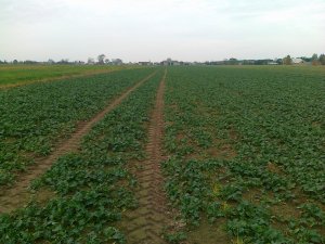 Rzepak ozimy Artoga F1