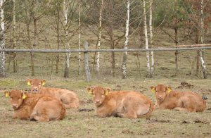 Limousine