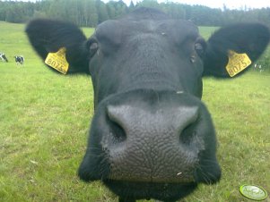 Aberdeen Angus