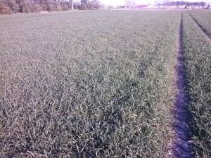 Pszenżyto ozime Borwo