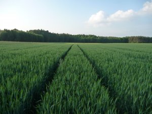 Pszenżyto KWS Trisol